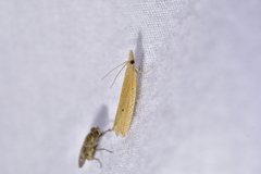 Bactra noteraula