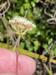 Hermas quinquedentata