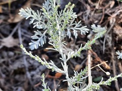 Artemisia santonicum