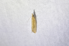Bactra noteraula