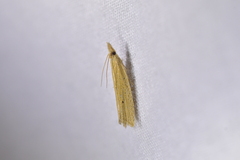Bactra noteraula
