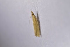 Bactra noteraula