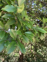 Ilex ficoidea