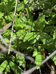 Hermas quinquedentata