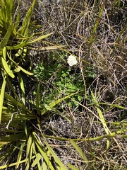 Hermas quinquedentata