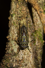 Amphipsalta zelandica