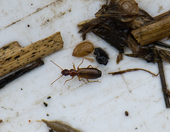 Paradromius linearis