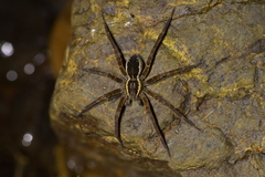 Dolomedes dondalei