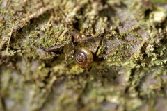 Punctidae