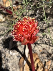 Haemanthus sanguineus