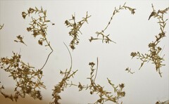 Crassula aquatica