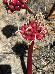 Haemanthus sanguineus
