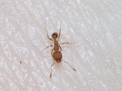 Pheidole bilimeki