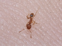 Pheidole bilimeki