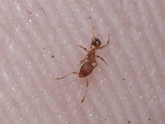 Pheidole bilimeki