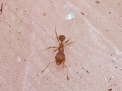 Pheidole bilimeki