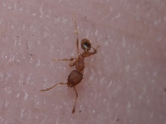 Pheidole bilimeki