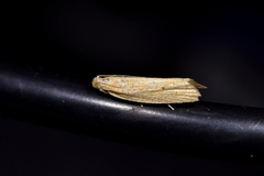 Bactra noteraula