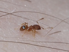 Pheidole bilimeki