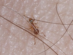 Pheidole bilimeki