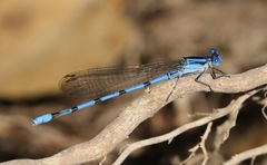 Argia tarascana