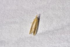 Bactra noteraula