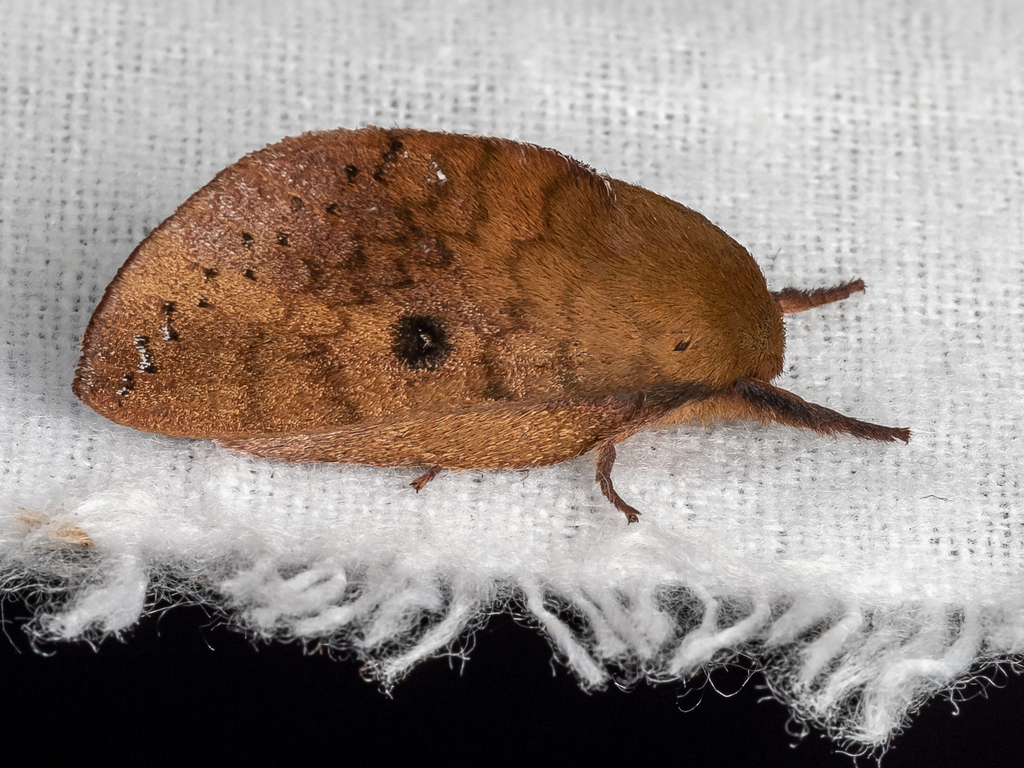 Europtera