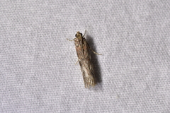 Ephestiopsis oenobarella