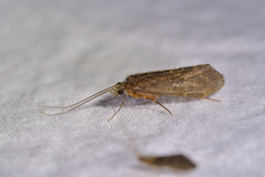 Hydrobiosidae