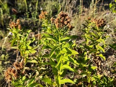 Pentanema germanicum