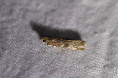 Ephestiopsis oenobarella