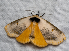 Hypsiforma lambertoni