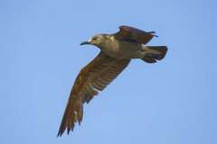 Leucophaeus modestus