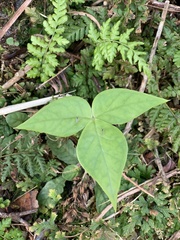 Arisaema ringens