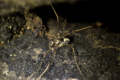 Forsteropsalis inconstans