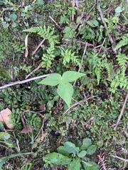 Arisaema ringens