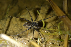 Dolomedes dondalei