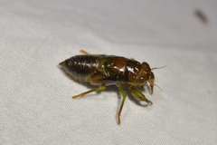 Amphipsalta zelandica