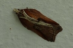 Acleris cristana