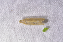 Bactra noteraula