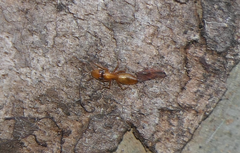 Opisthopsis
