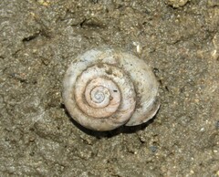 Fruticicola fruticum