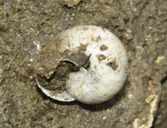 Fruticicola fruticum