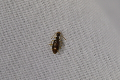 Sapintus pellucidipes