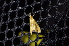 Glaucocharis auriscriptella