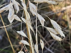 Bromus japonicus