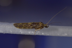 Hydrobiosidae