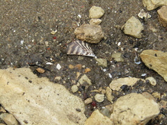 Dreissena polymorpha