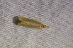 Bactra noteraula