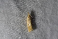 Bactra noteraula
